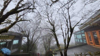 太平山降冰霰結霧淞　整座山頭籠罩銀白美景6